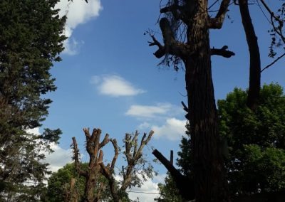 Trabajo realizado - Podas El Castor