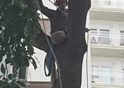 Trabajo realizado - Podas El Castor