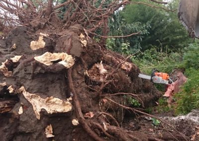 Trabajo realizado - Podas El Castor