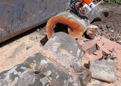 Trabajo realizado - Podas El Castor