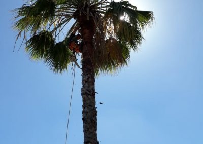 Trabajo realizado - Podas El Castor