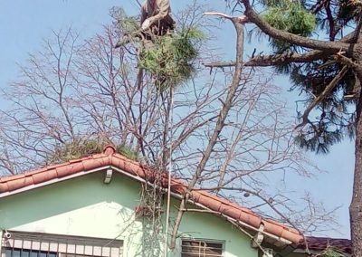 Trabajo realizado - Podas El Castor