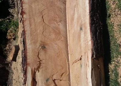 Trabajo realizado - Podas El Castor