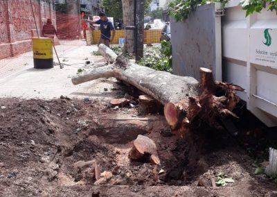 Trabajo realizado - Podas El Castor