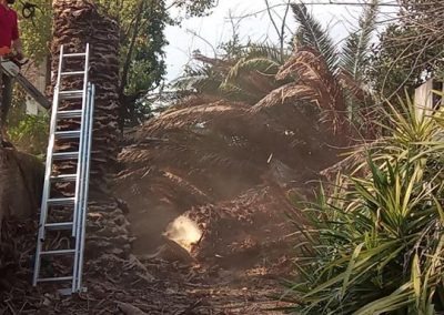 Trabajo realizado - Podas El Castor