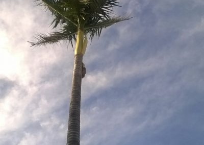 Trabajo realizado - Podas El Castor