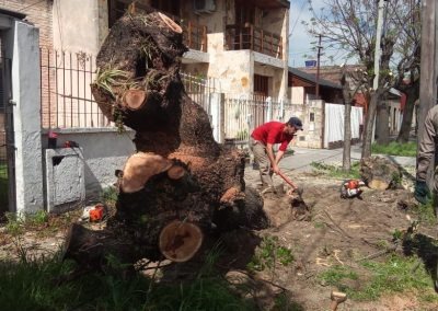 Trabajo realizado - Podas El Castor