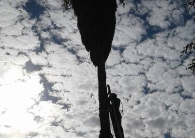 Trabajo realizado - Podas El Castor