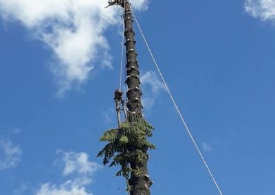 Trabajo realizado - Podas El Castor