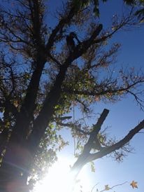 Trabajo realizado - Podas El Castor