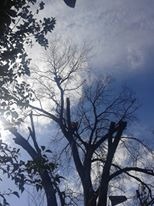 Trabajo realizado - Podas El Castor