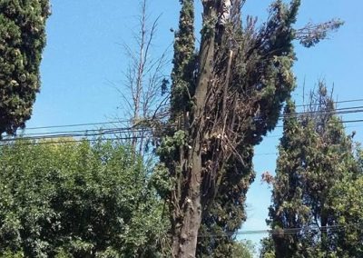 Trabajo realizado - Podas El Castor