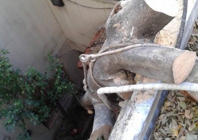 Trabajo realizado - Podas El Castor