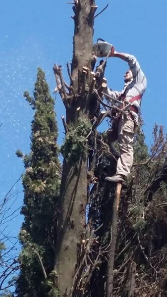 Trabajo realizado - Podas El Castor