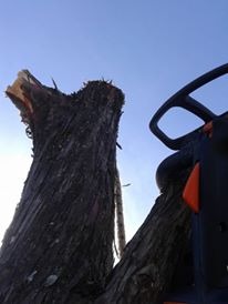 Trabajo realizado - Podas El Castor