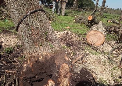 Trabajo realizado - Podas El Castor