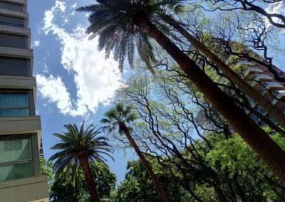 Trabajo realizado - Podas El Castor