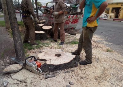 Trabajo realizado - Podas El Castor