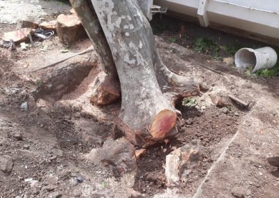 Trabajo realizado - Podas El Castor