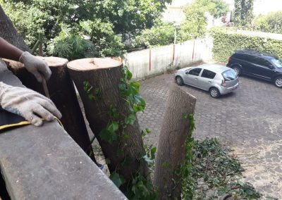 Trabajo realizado - Podas El Castor