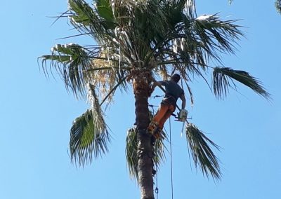 Trabajo realizado - Podas El Castor