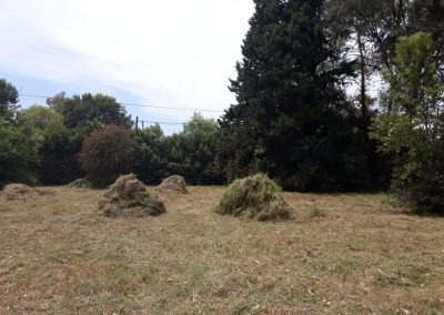 Trabajo realizado - Podas El Castor