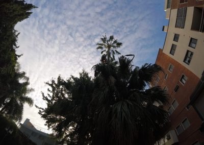 Trabajo realizado - Podas El Castor