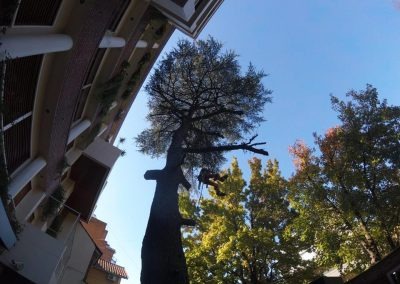 Trabajo realizado - Podas El Castor