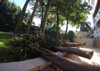 Trabajo realizado - Podas El Castor