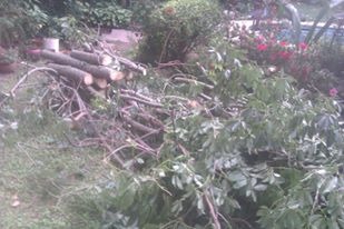 Trabajo realizado - Podas El Castor