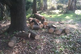 Trabajo realizado - Podas El Castor