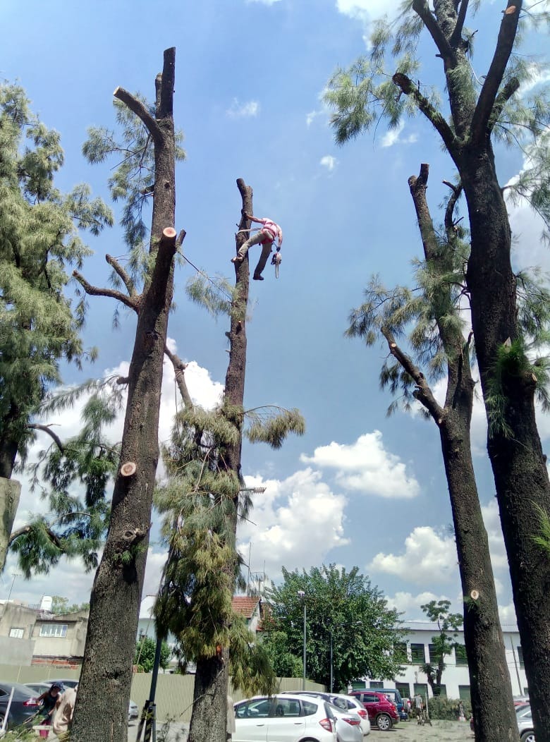 Trabajo realizado - Podas El Castor