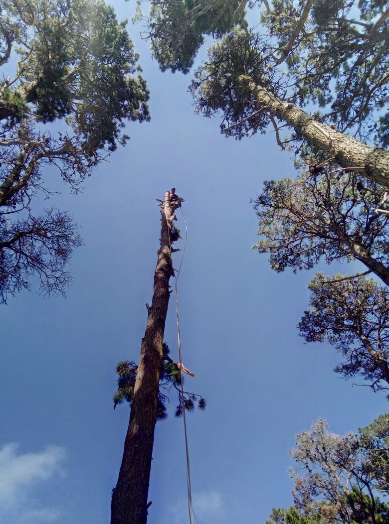 Trabajo realizado - Podas El Castor