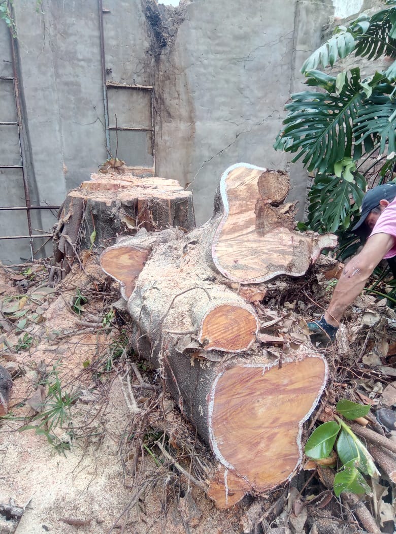 Trabajo realizado - Podas El Castor