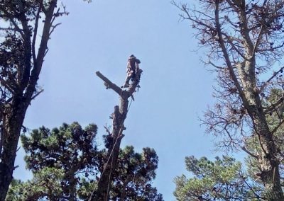 Trabajo realizado - Podas El Castor