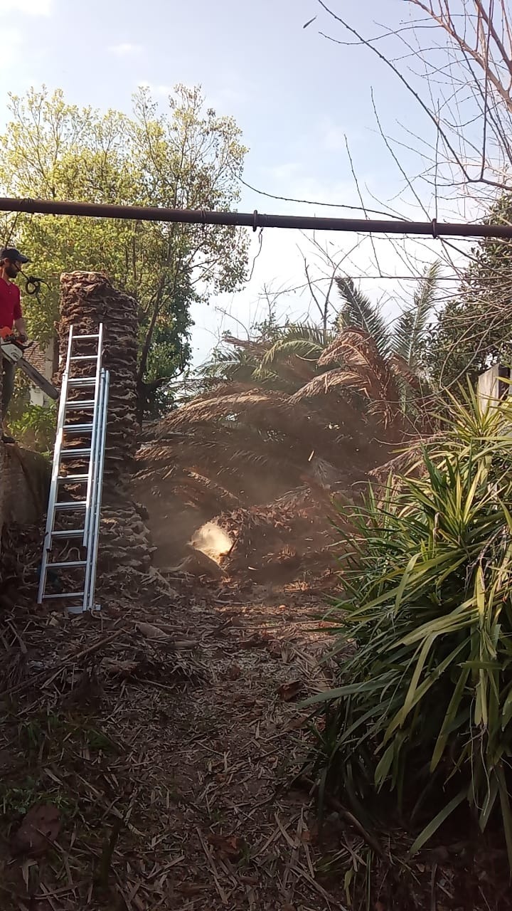 Trabajo realizado - Podas El Castor