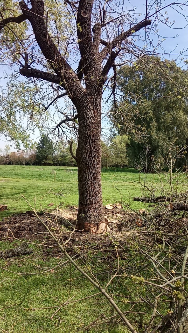 Trabajo realizado - Podas El Castor