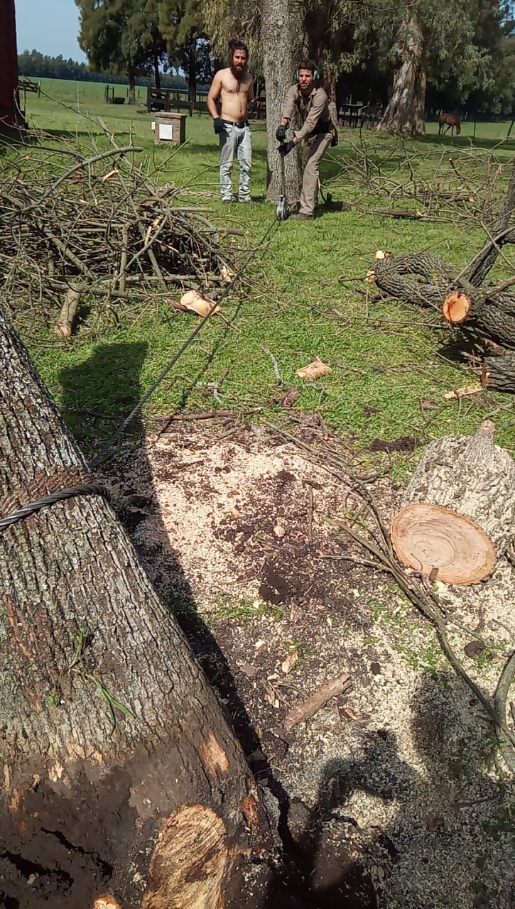Trabajo realizado - Podas El Castor