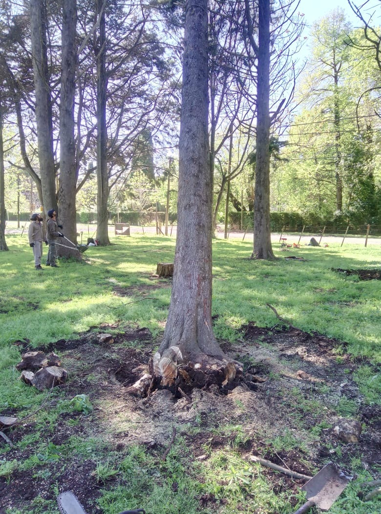 Trabajo realizado - Podas El Castor