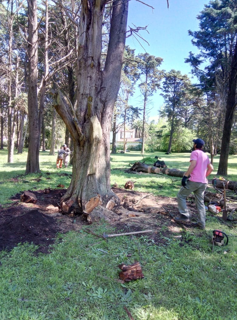 Trabajo realizado - Podas El Castor