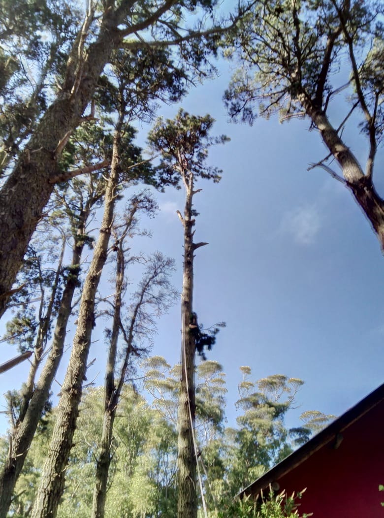 Trabajo realizado - Podas El Castor