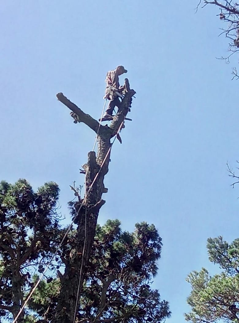 Trabajo realizado - Podas El Castor