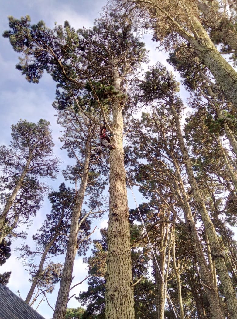 Trabajo realizado - Podas El Castor