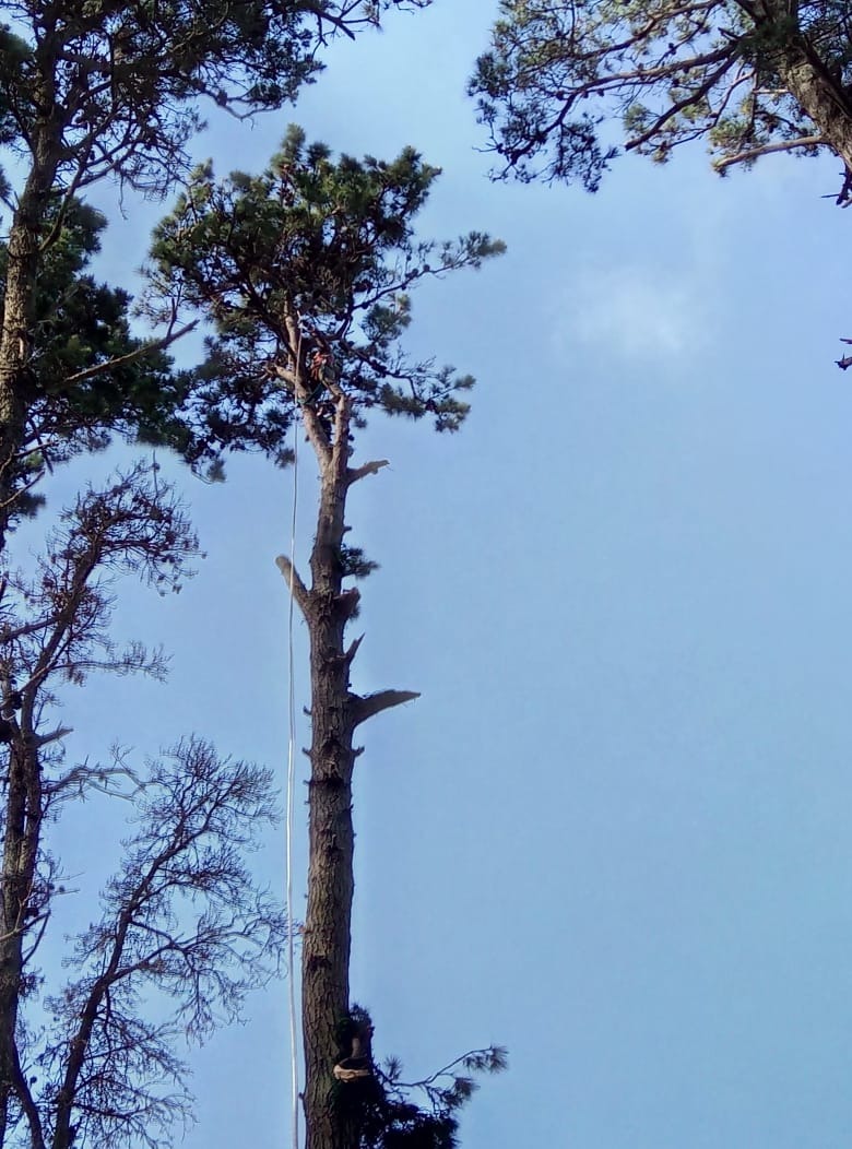 Trabajo realizado - Podas El Castor