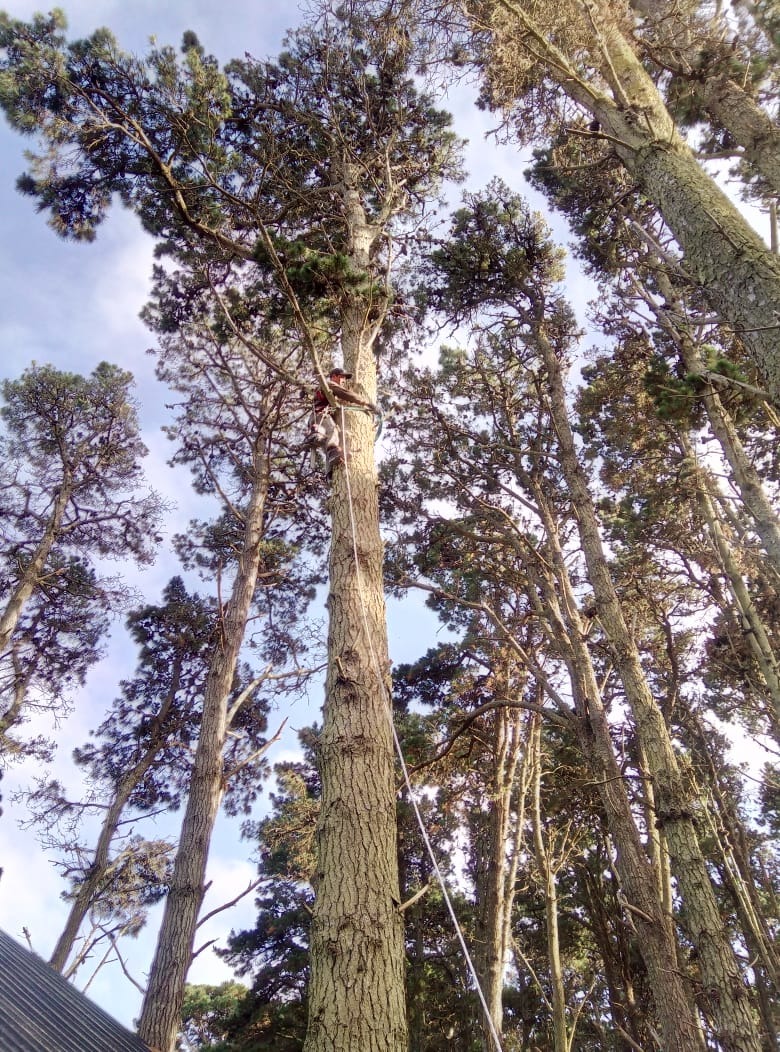 Trabajo realizado - Podas El Castor