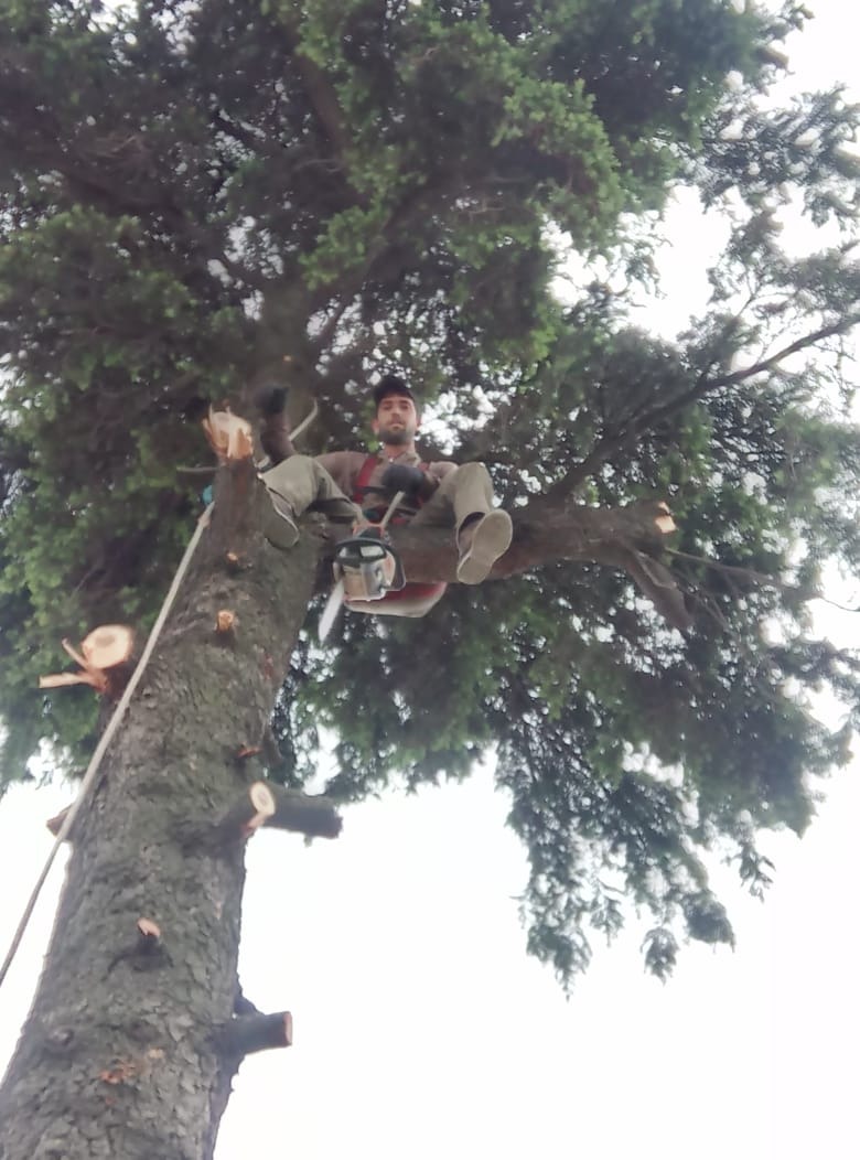 Trabajo realizado - Podas El Castor