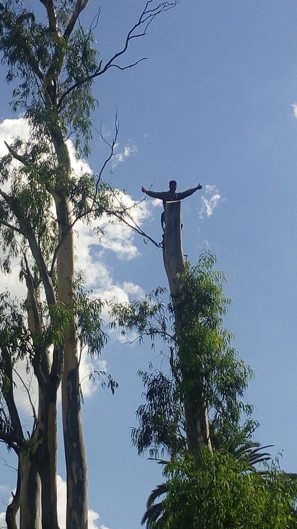 Trabajo realizado - Podas El Castor