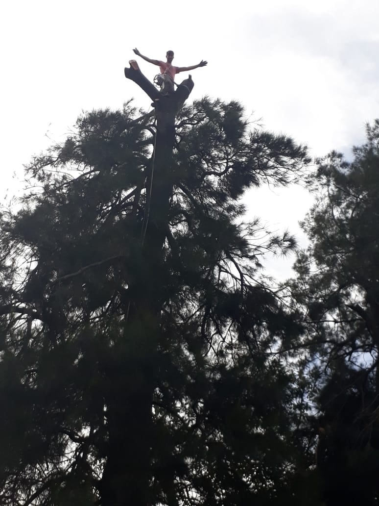 Trabajo realizado - Podas El Castor