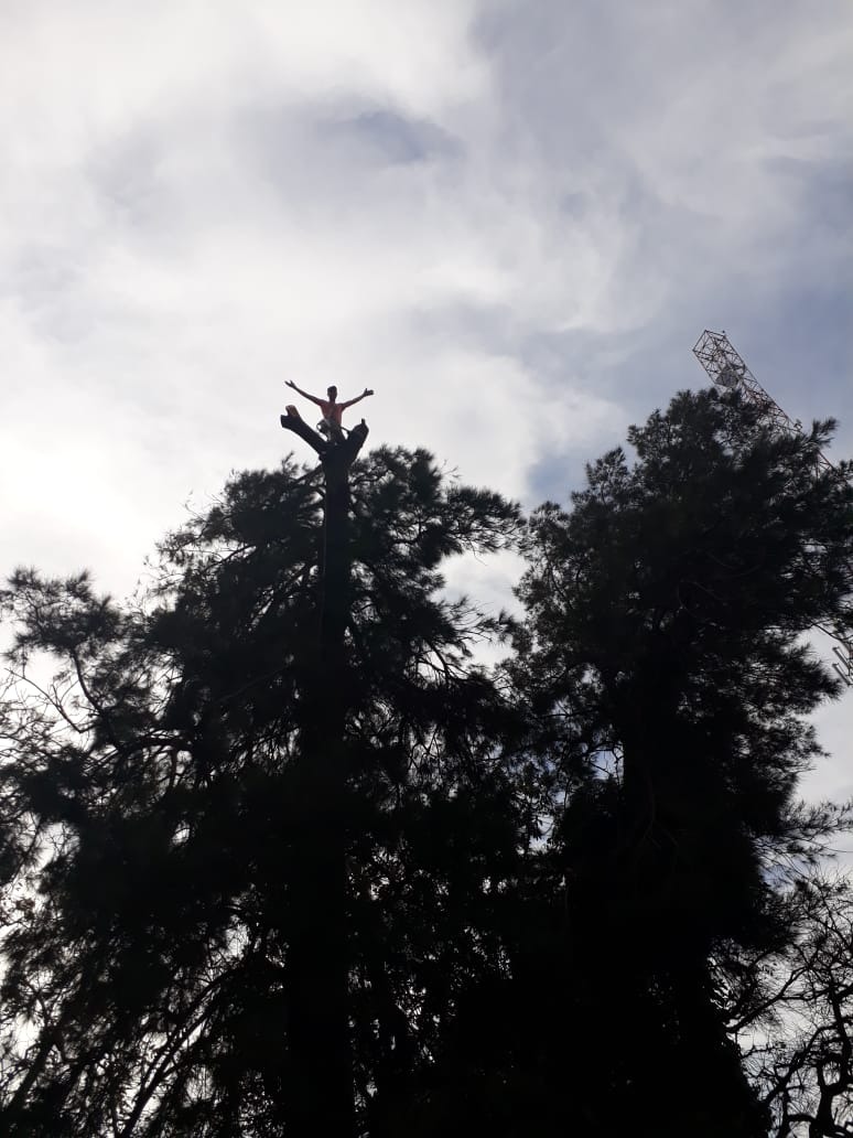 Trabajo realizado - Podas El Castor