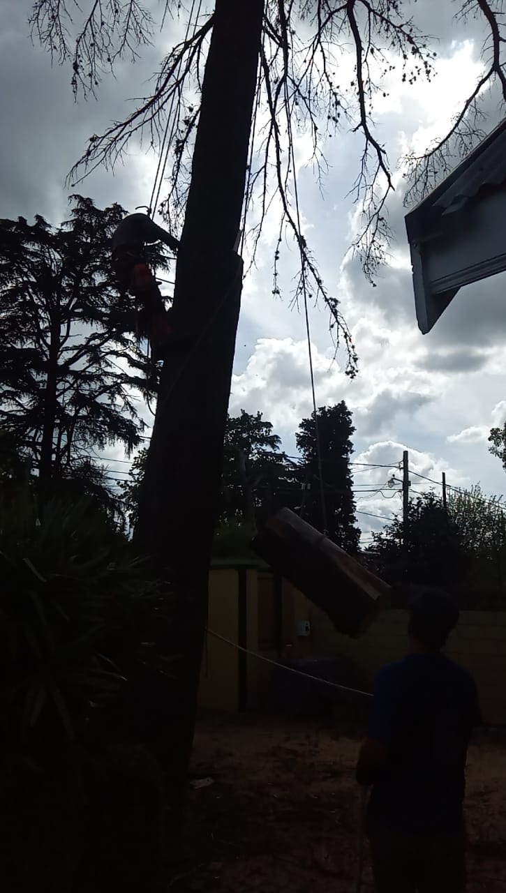 Trabajo realizado - Podas El Castor